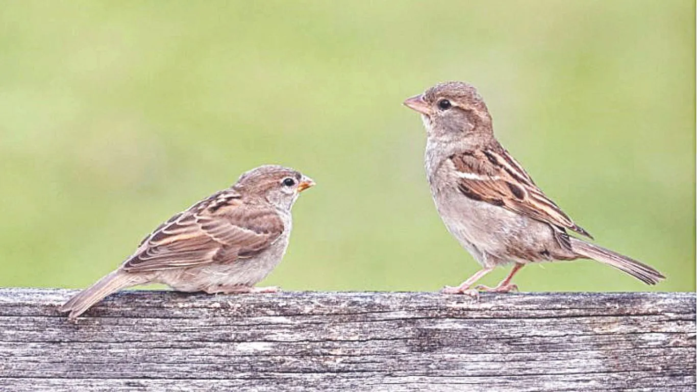 विश्व गौरेया दिवस आजः घरों को चहकाने वाली गौरेया हो रहीं विलुप्त, संरक्षण की है जरूरत तो फिर से चहकेंगी आवाज