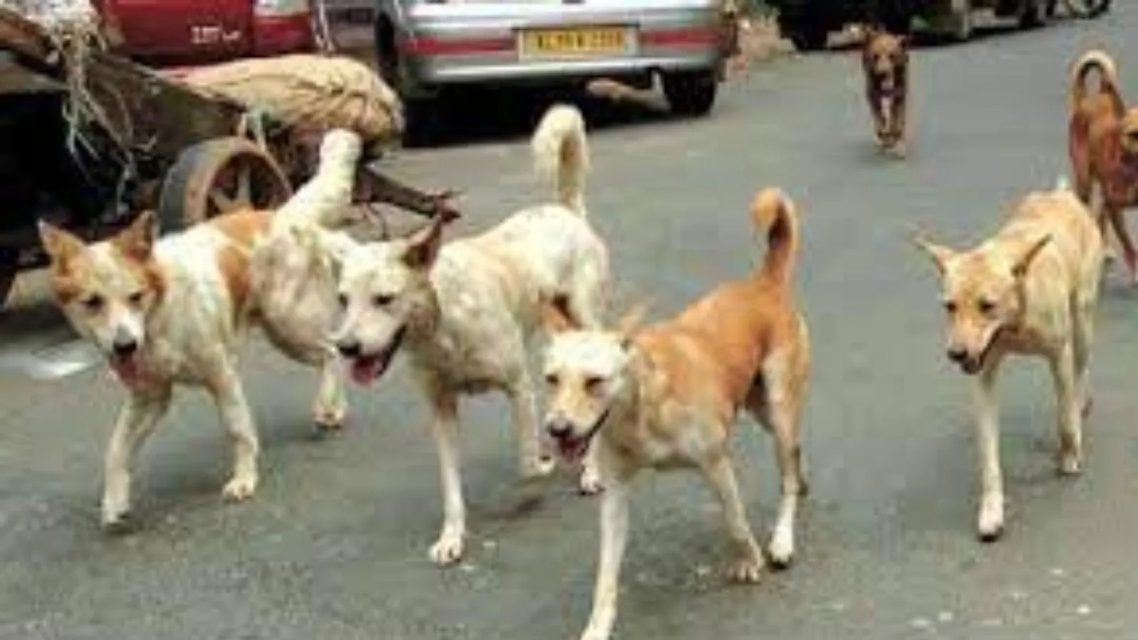 बरेली: खूंखार कुत्तों ने दो साल की बच्ची पर किया हमला, खींचते ले गए घर से दूर, अस्पताल ले जाते समय दम तोड़ा