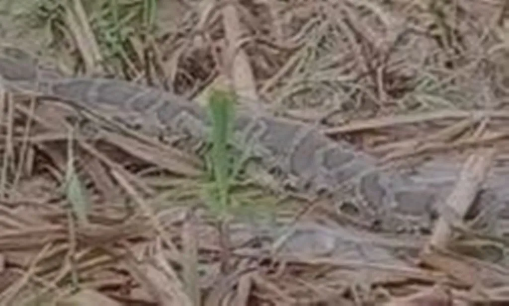 बरेली: खेत मे निकला अजगर सांप, देखकर किसानों के उड़े होश