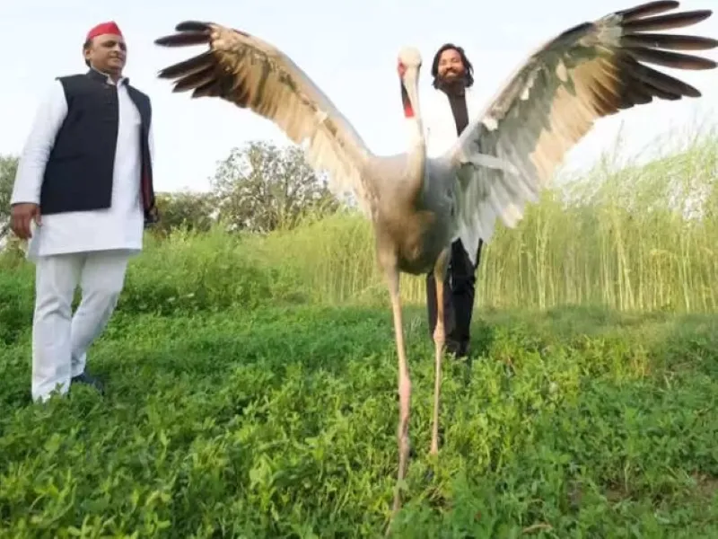 अमेठी : आरिफ और सारस पक्षी की दोस्ती टूटी, अखिलेश यादव ने सरकार पर साधा निशाना
