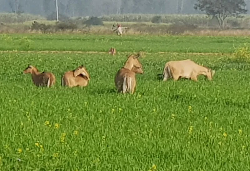 मुरादाबाद :  सावधान! बढ़ते तापमान से लोगों को वन्य जीवों से भी खतरा