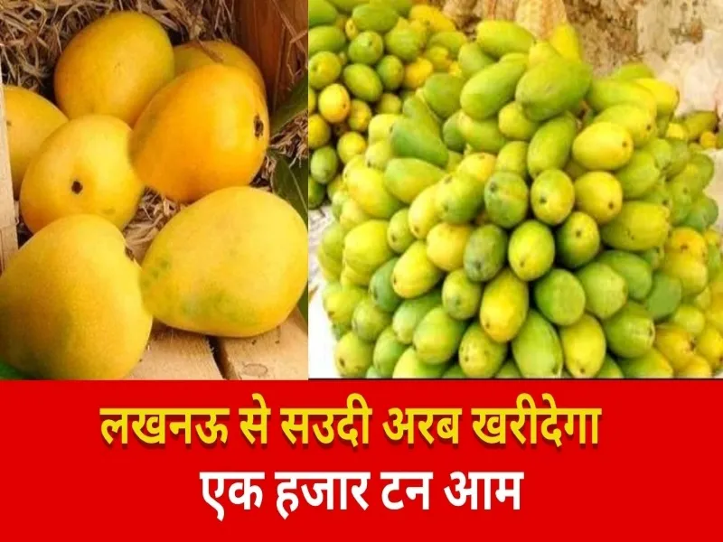 लखनऊ: यूएई से आए कद्रदान, एक हजार टन खरीदेंगे आम