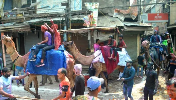 ऊंट पर सवार होकर जाते होलियारे। 