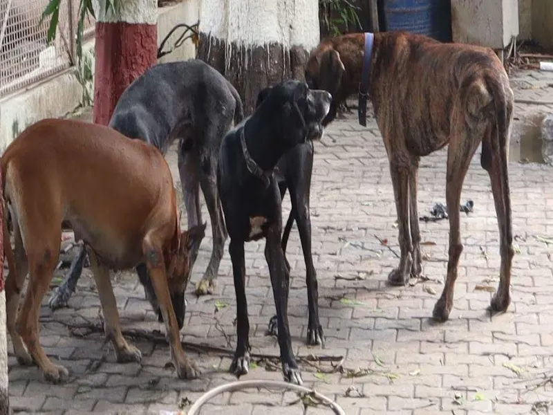 बेजुबानों पर भी भारी पड़ रहा अतीक के आतंक का साया, चहेते 'ब्रूनो' की तड़पकर मौत 