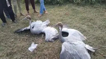 बरेली जंक्शन पर ट्रेन से टकराकर घायल हुआ सारस, आईवीआरआई इलाज के लिए ले गई जीआरपी