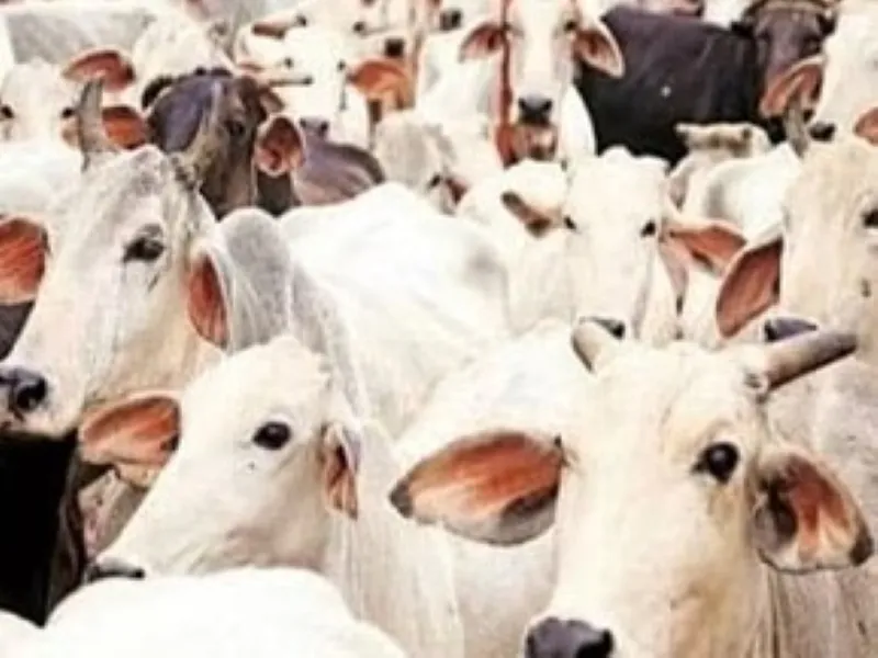 चित्रकूट : गौशाला संचालन का बहिष्कार करेंगे गांवों के प्रधान