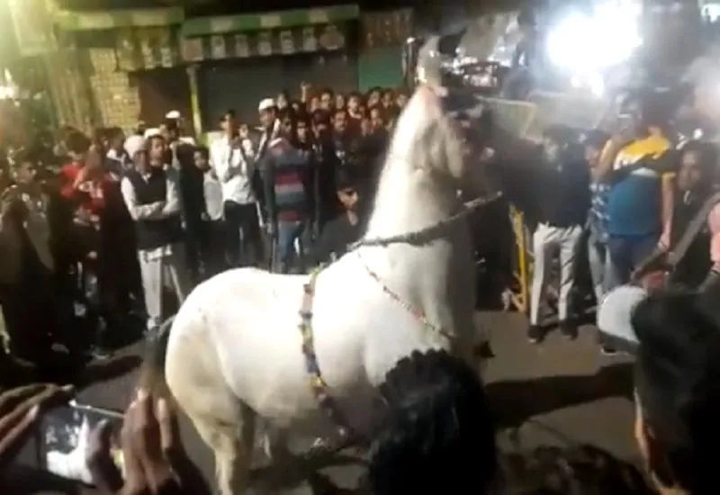 Video : ओह तेरी की! शादी में ढोल-नगाड़ों की थाप पर जमकर थिरके घोड़े, वीडियो देखकर आप भी हो जाएंगे रोमांचित