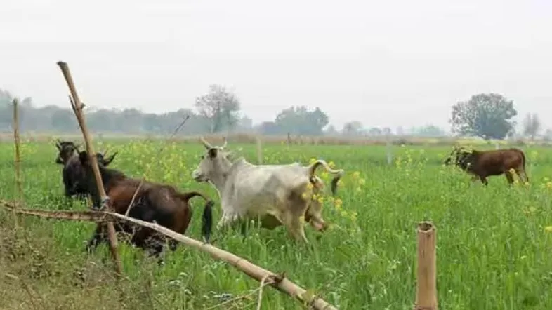 बरेली: किसानों की फसल बर्बाद कर रहे छुट्टा पशु, दिन-रात करनी पड़ रही देखभाल