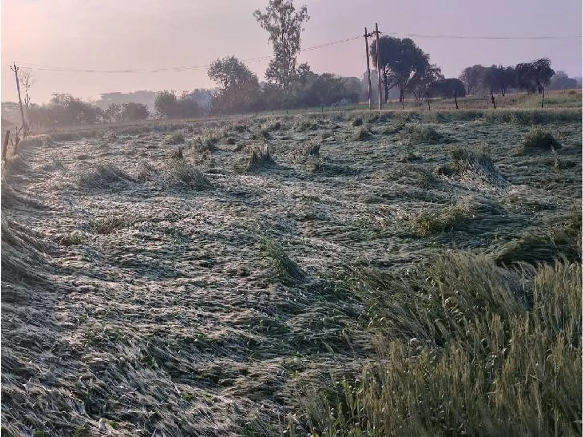 बरेली: देर रात मूसलधार बारिश, खेतों में बिछी सरसों और गेहूं