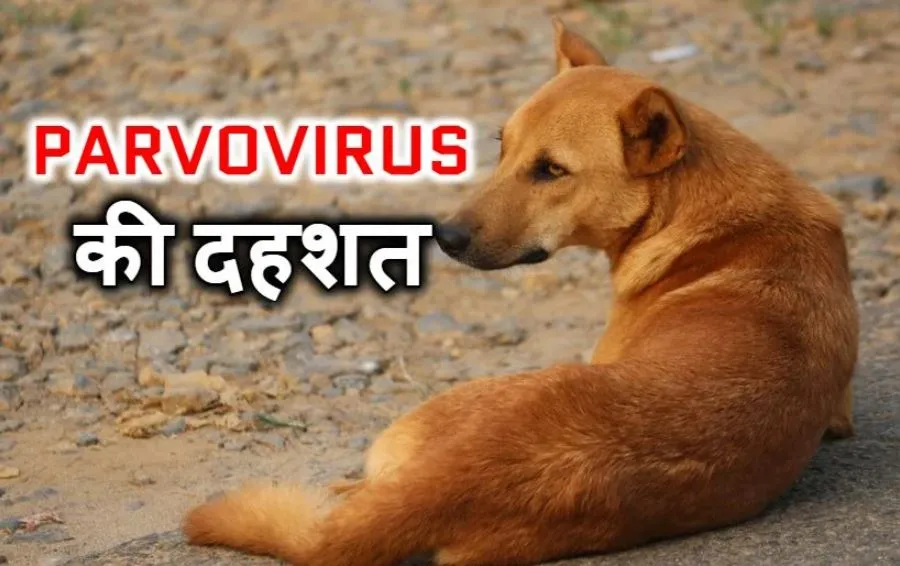 बरेली: टीकाकरण न होने से कुत्तों में फैल रहा पार्वो वायरस