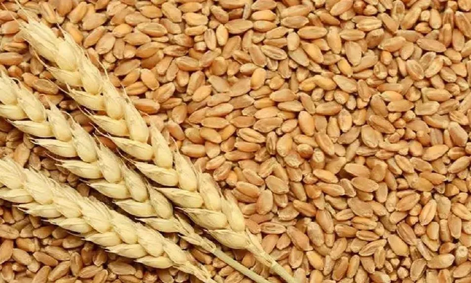FCI ने ई-नीलामी के छठे दौर में थोक उपभोक्ताओं को खुले बाजार में 4.91 लाख टन गेहूं बेचा 