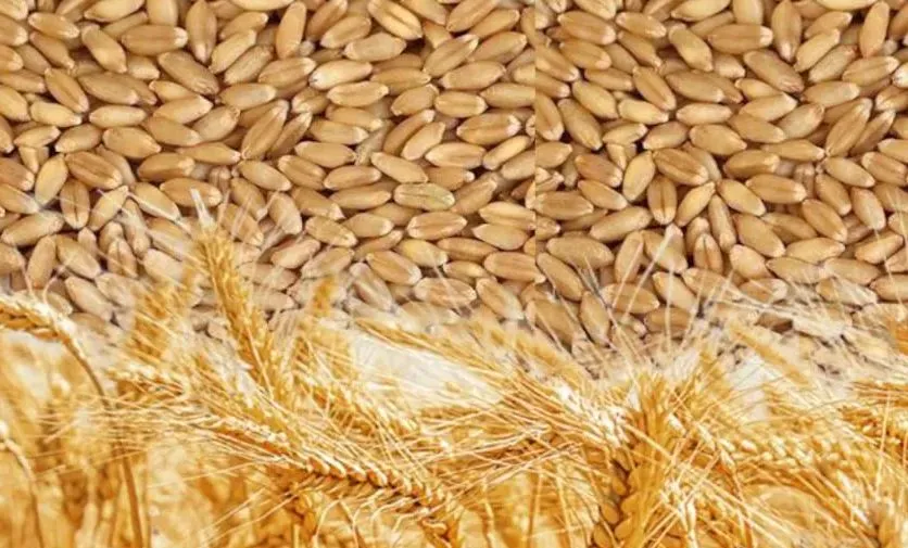 बरेली: जिले में 118 केंद्रों पर होगी गेहूं खरीद, पंजीकरण की प्रक्रिया 1 मार्च से हो चुकी है शुरू 