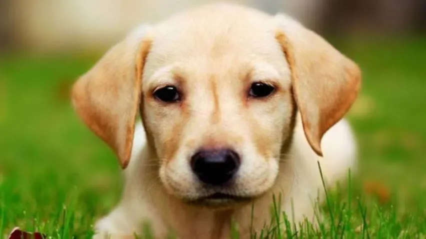 बरेली: कुत्तों की ब्रीडिंग करने वालों को नोटिस देगा नगर निगम