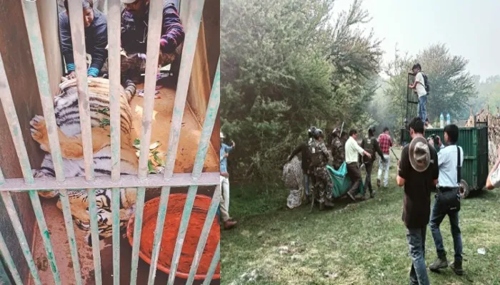 पीलीभीत: पांच दिन निगरानी...10 मिनट का रेस्क्यू और एक डॉट में बाघिन बेहोश