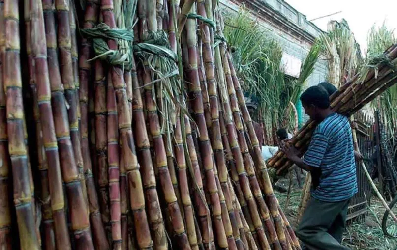 बरेली: 270 करोड़ का नहीं हुआ भुगतान, किसानों की होली फीकी...चक्कर काटने पर हाथ लगी मायूसी