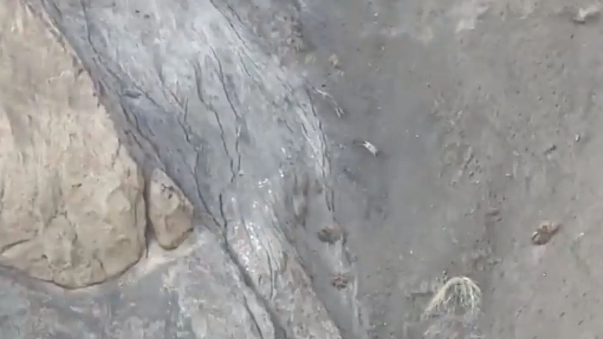 VIDEO: 'पहाड़ के भूत' का शिकार करने का अंदाज देखकर आप भी कहेंगे- गजब का शिकारी है!