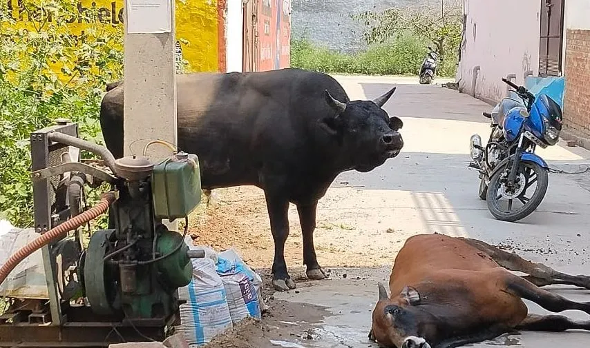 अमरोहा: दो सांडों में खूनी संघर्ष, एक की मौत