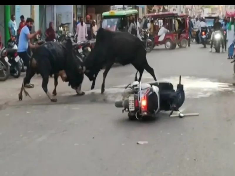 बहराइच में सांडों का आतंक! बीच सड़क पर लड़ने लगे दो सांड, मची अफरातफरी, Video वायरल