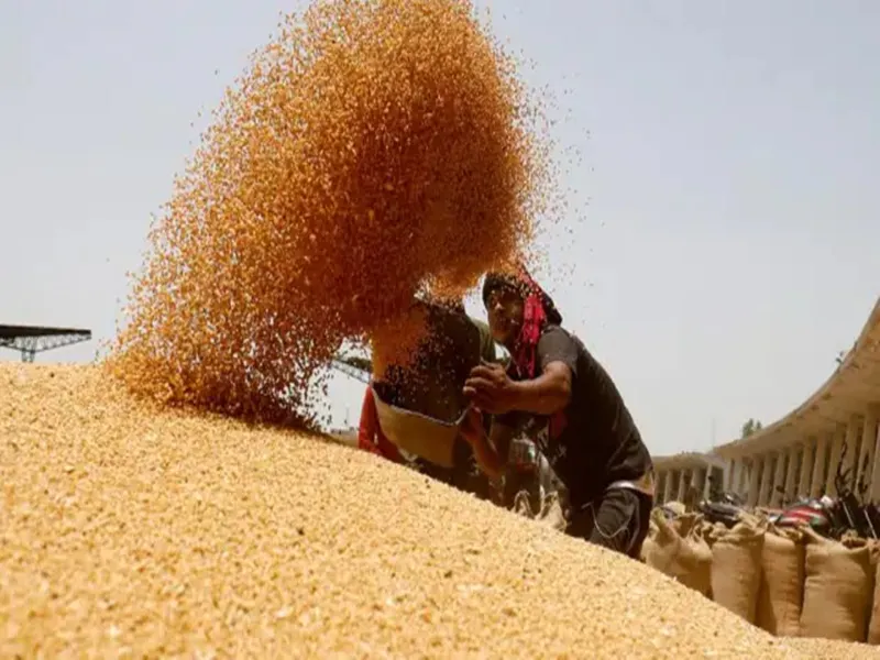 यूपी न्यूज: बाजार ''भाव'' में फंसी सरकारी गेहूं खरीद, आवक न होने से बोहनी तक नहीं कर पाए 2,541 केंद्र