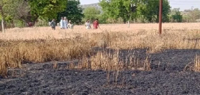 गदरपुर: खेत में लगी आग से 13 एकड़ में उगी गेहूं की फसल जलकर राख