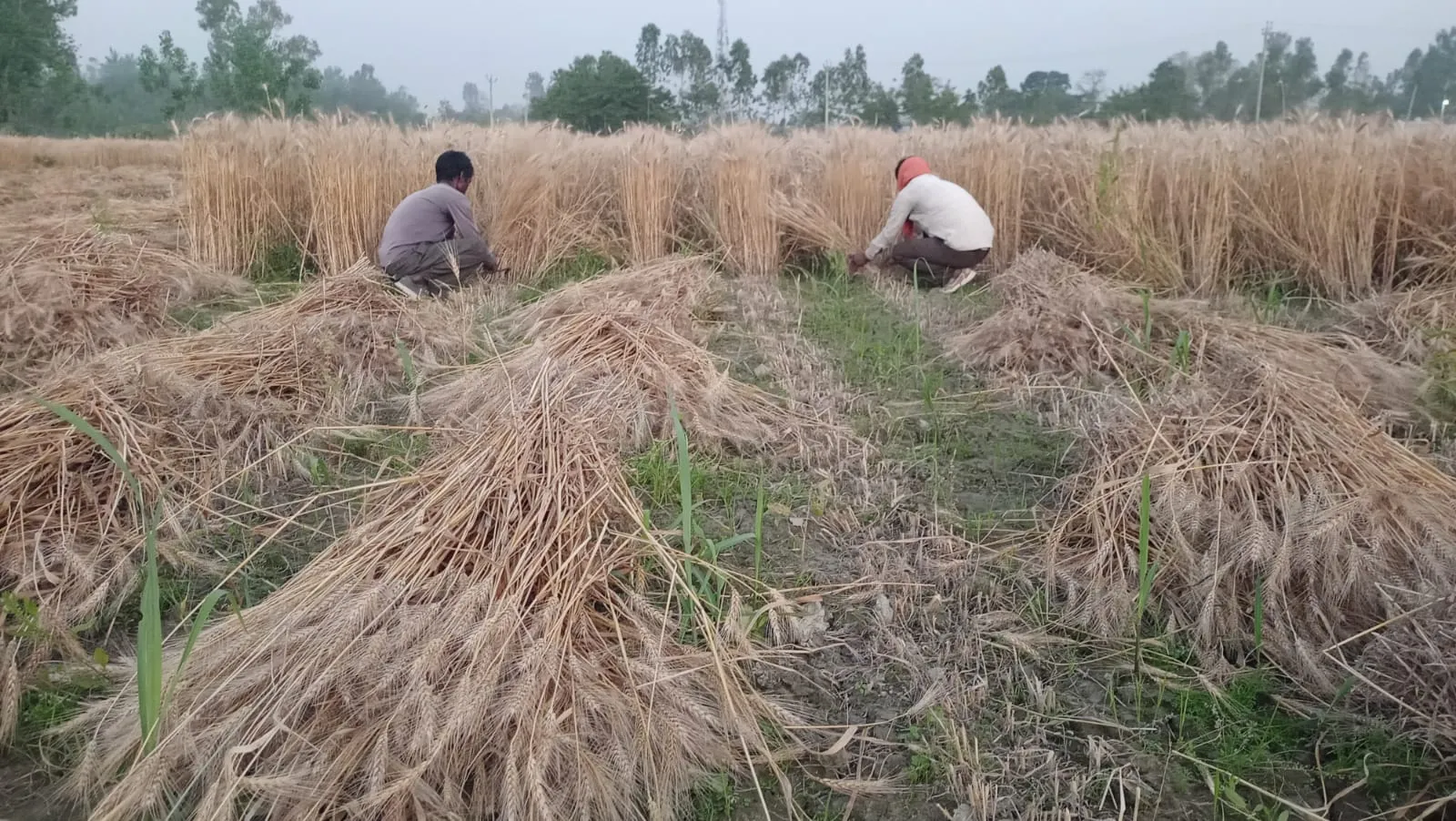 बरेलीः धूप के तेवर दिख किसानों ने तेज की गेहूं कटाई