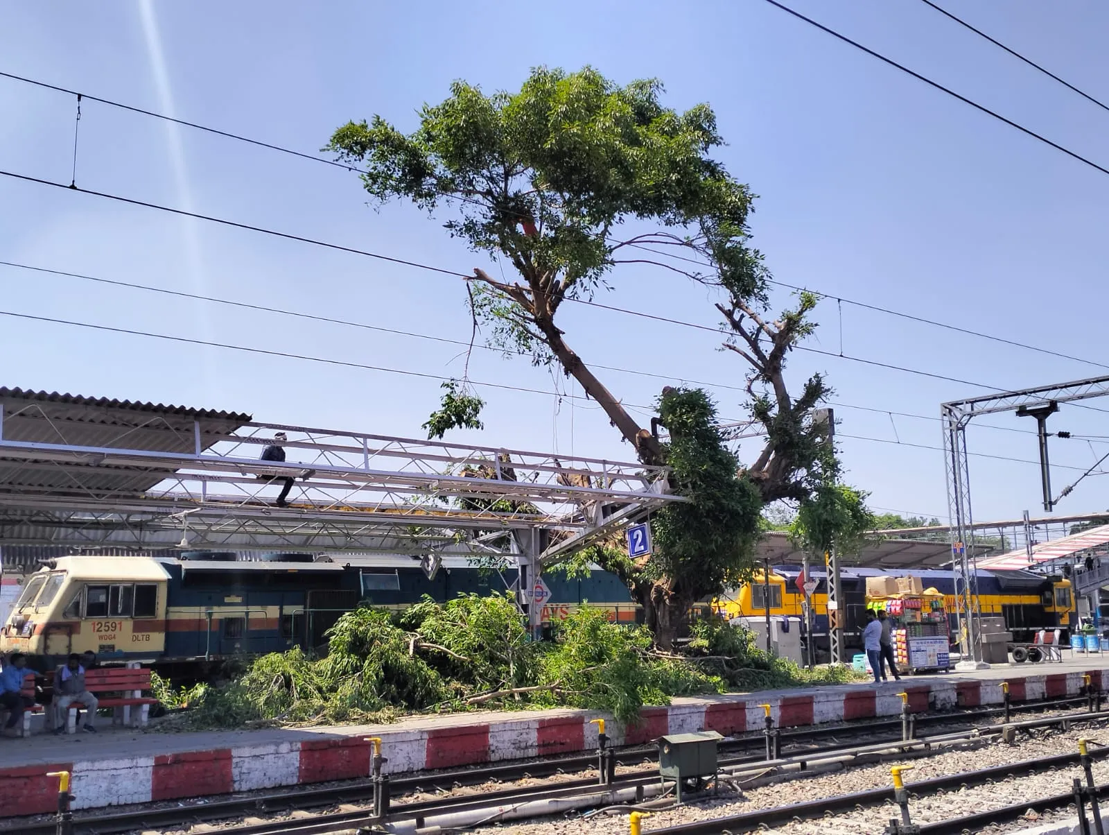 बरेली: जंक्शन की हरियाली पर फिर चली इंजीनियरिंग की आरी, काटा गया हरा पेड़