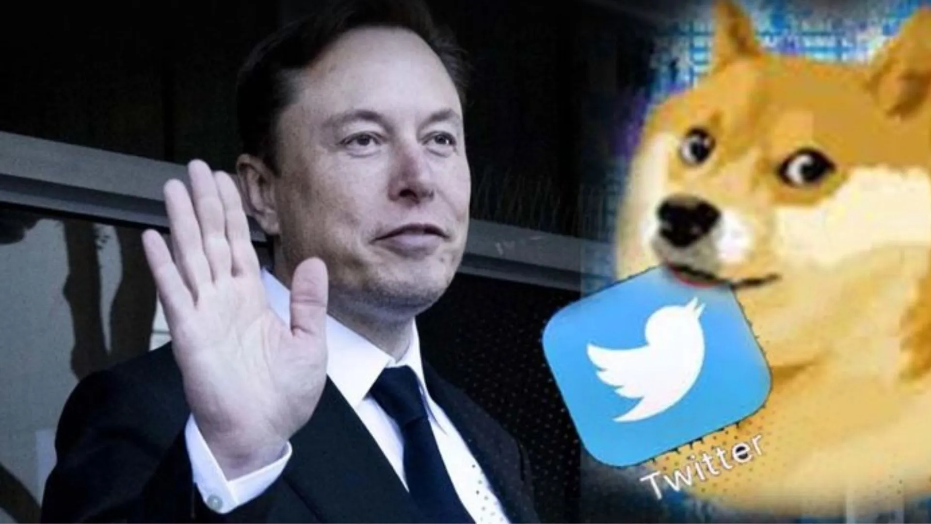Elon Musk ने फिर बदला Twitter का Logo, डॉग की जगह नीली चिड़िया की हुई वापसी
