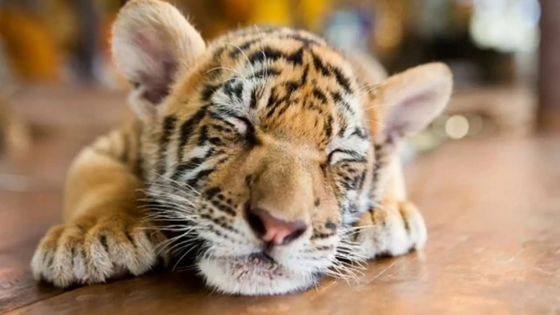 मध्य प्रदेश के बीटीआर में बाघ शावक मृत मिला, वर्चस्व की लड़ाई में मौत का संदेह 