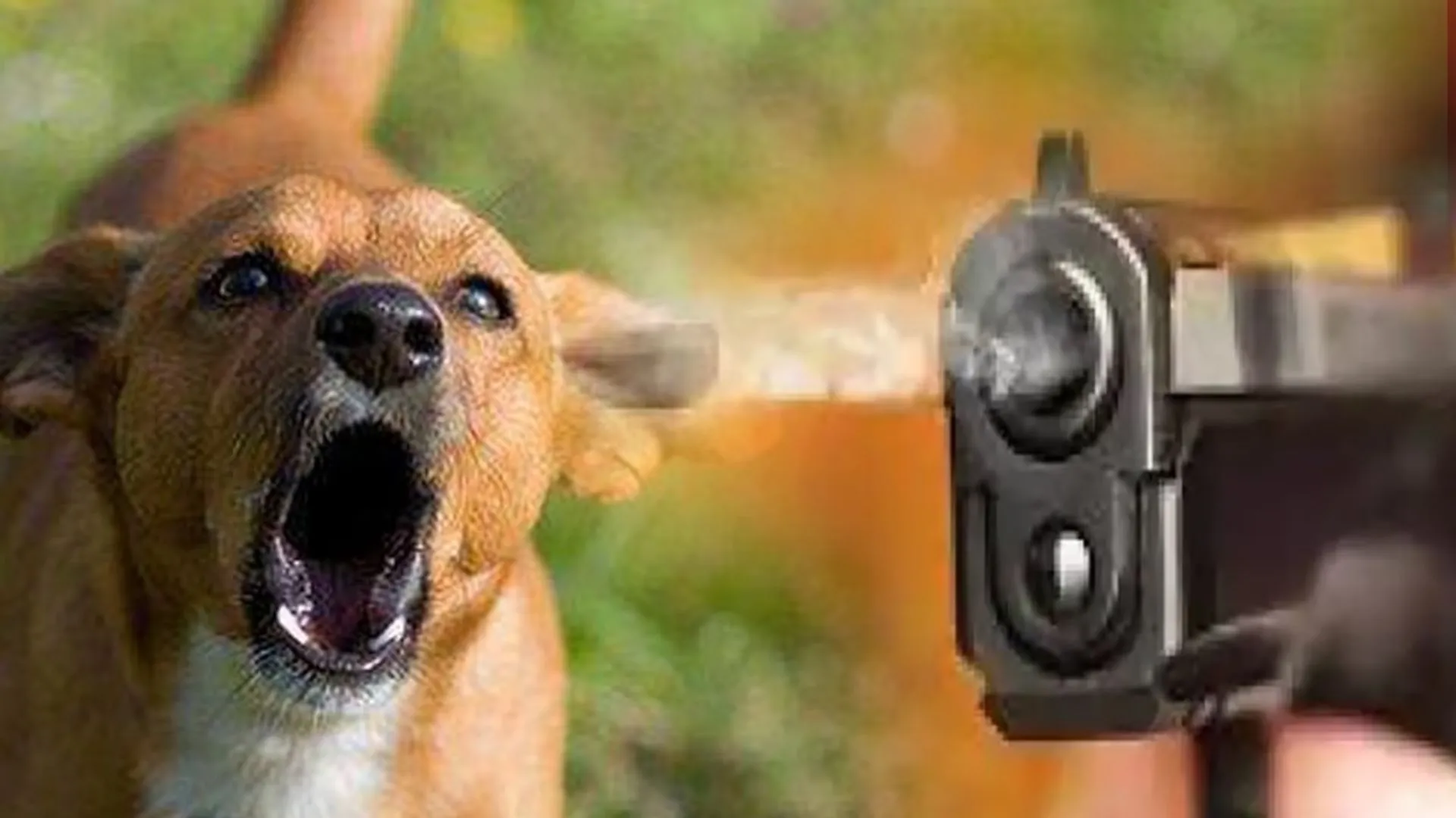 कुत्ते को लेकर हुआ विवाद, प्रेमिका की मां को मार दी गोली, आरोपी फरार 