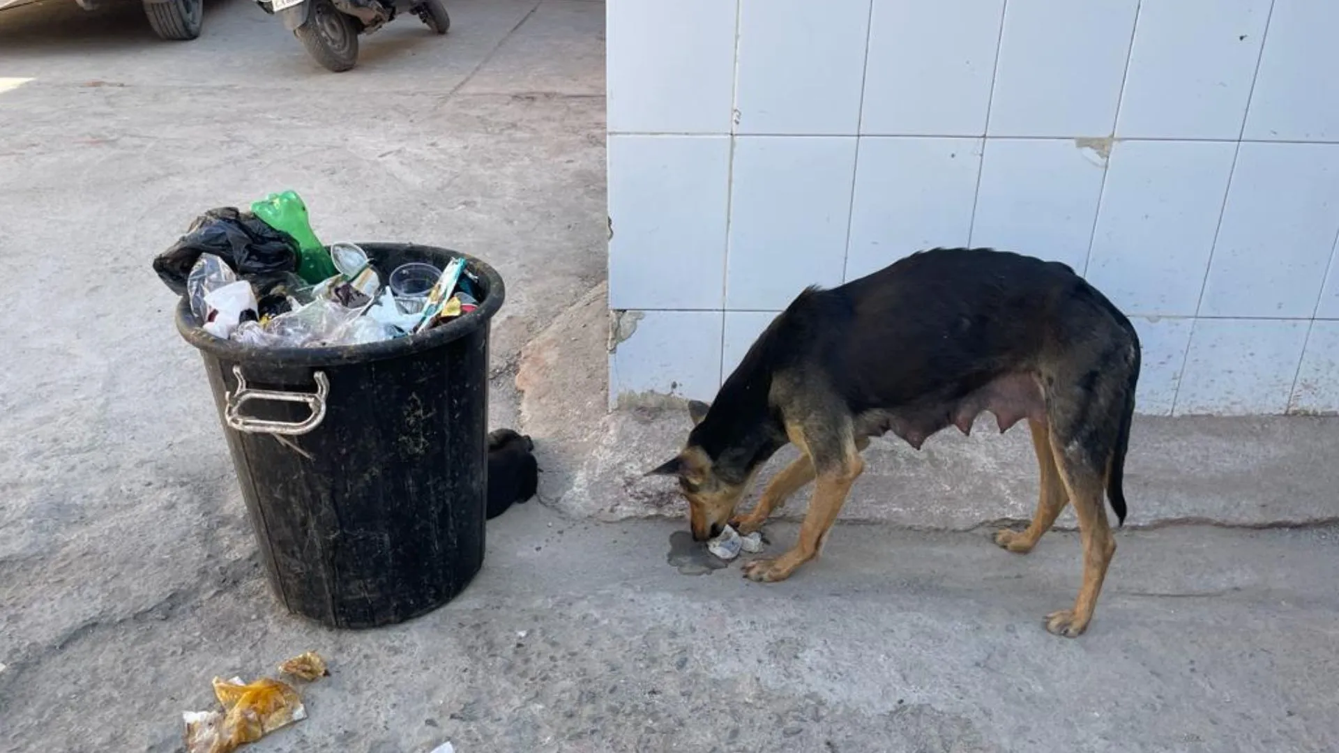 बरेली: जिला अस्पताल के वॉर्ड में घुसा कुत्ता, दो कर्मचारी निलंबित