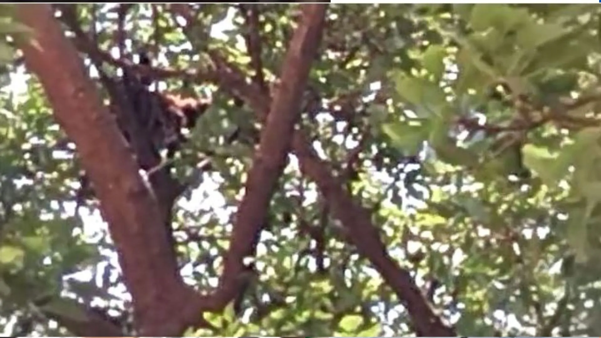 पीलीभीत: कुत्तों से लगा डर तो पेड़ पर चढ़ा तेंदुआ, देखें वीडियो