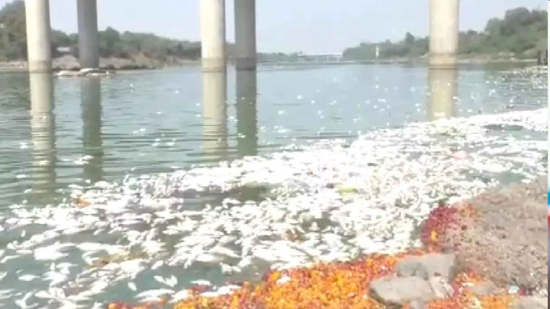 गोदावरी के तट पर मृत मिलीं लाखों मछलियां, जांच में जुटा मत्स्य विभाग