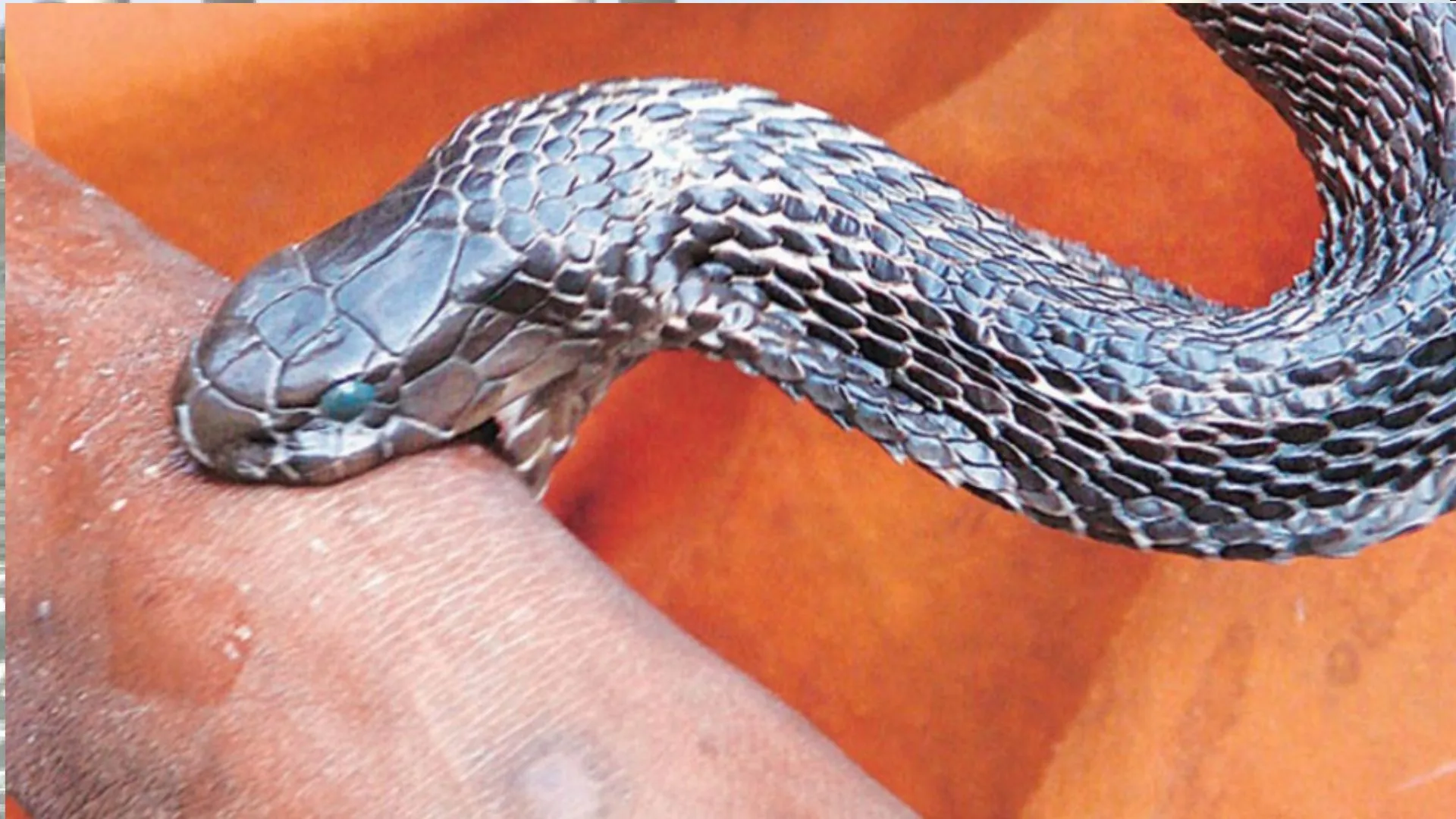 बरेली: खेत में गेहूं काट रही बुजुर्ग महिला को सांप ने काटा, अस्पताल ले जाते समय हुई मौत