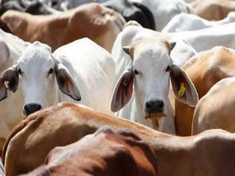 चित्रकूट: मृत गोवंशों को घसीटने का वीडियो वायरल होने से हड़कंप, जांच समिति गठित 