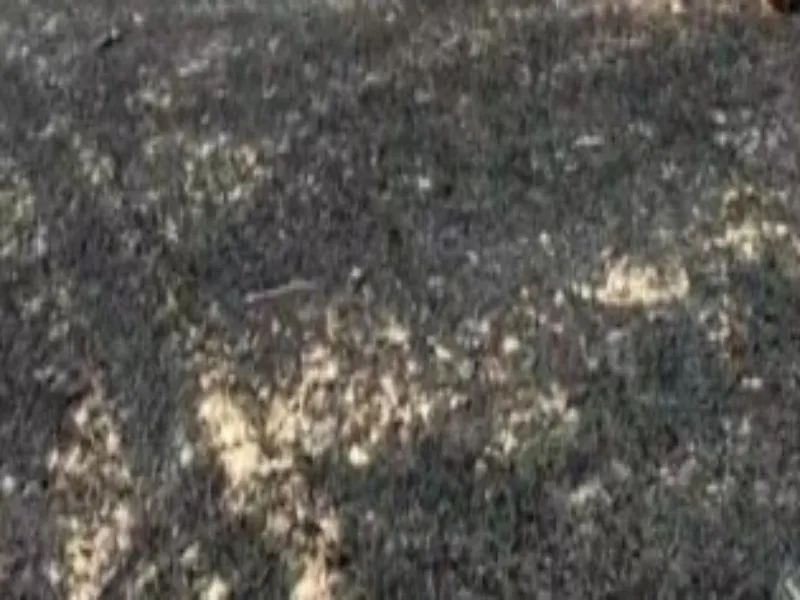 बस्ती: शार्ट सर्किट से लगी आग, 75 बीघा गेंहू की फसल खाक