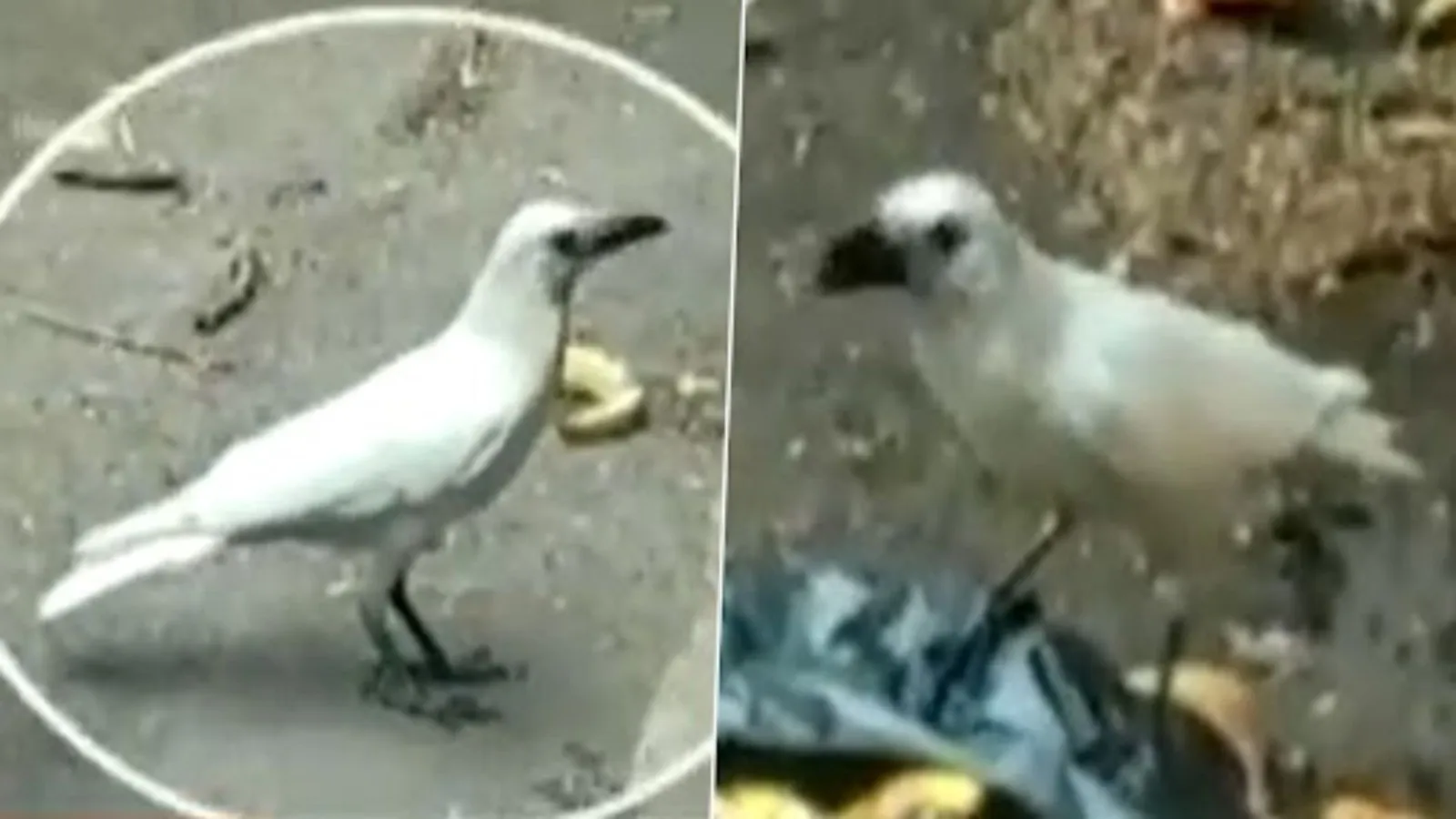 लुल्ला नगर में काले के साथ सफेद कौआ दिखा, फटाफट देख लें Video