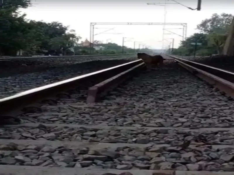 अयोध्या: रेलवे की-मैन की ट्रेन से कट कर मौत, आईकार्ड से हुई शिनाख्त