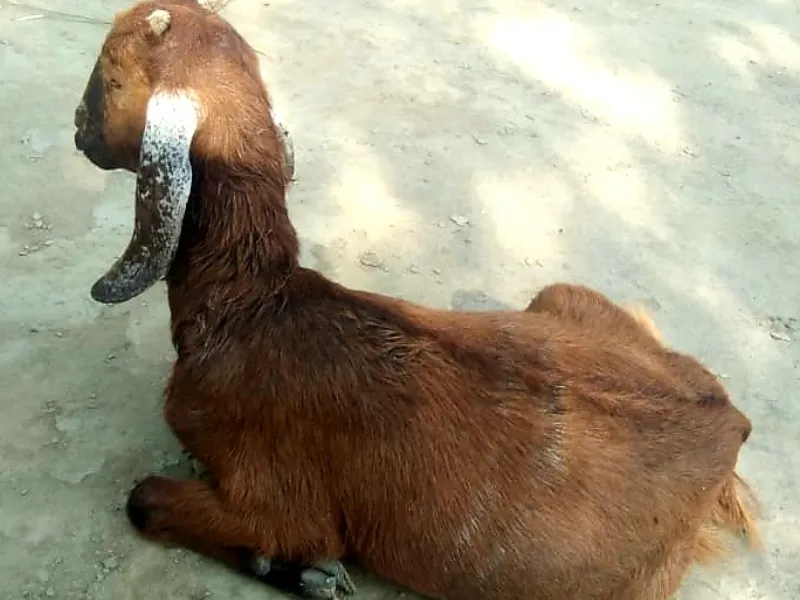 अयोध्या: कुत्तों का आतंक, बकरियां बन रहीं शिकार, एक की मौत 