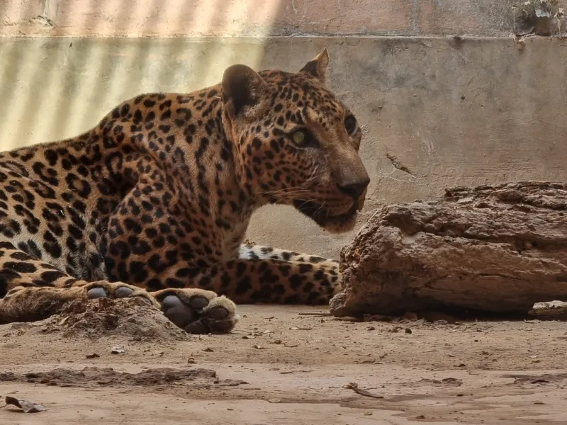 लखनऊ : प्राणि उद्यान में वृद्ध तेंदुआ अशोका का निधन