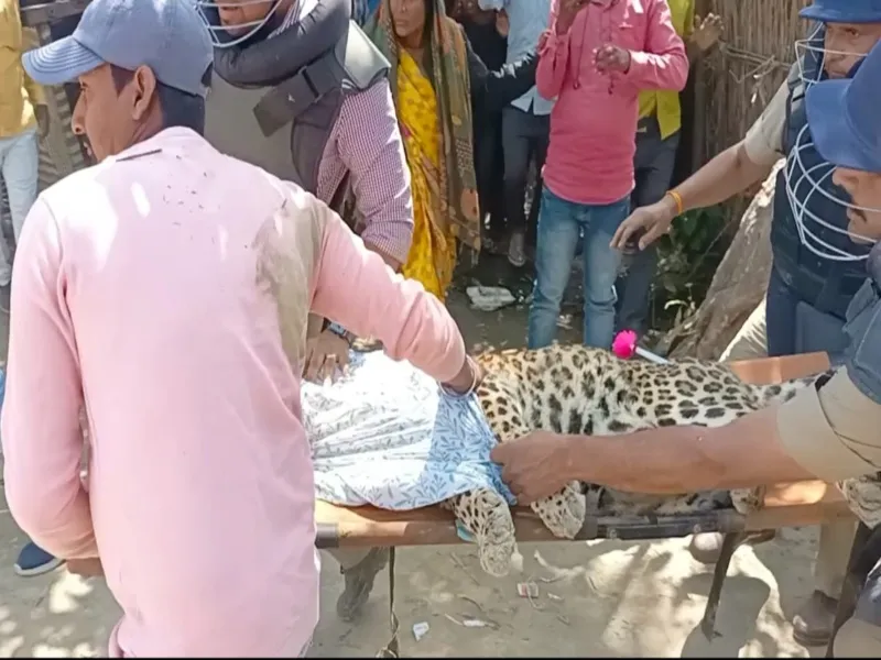 देखें Video -सात घंटे बाद पकड़ में आया तेंदुआ, लोगों पर हमले के बाद मड़हे में था छिपा  