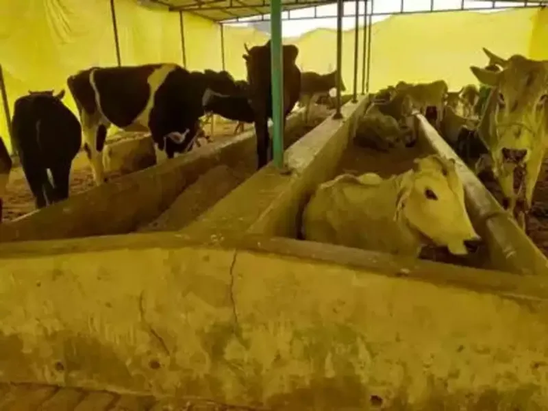 लखनऊ: गोशालाओं में दर्ज होंगे फायर स्टेशन के नंबर, DM ने दिए निर्देश  