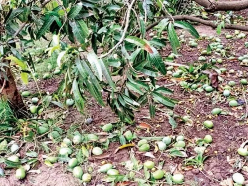 लखनऊ: तेज हवाओं से आम की फसल को हुआ नुकसान, मौसम से डरे हुए हैं बागवान 