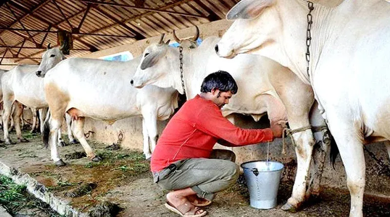 अल्मोड़ा: सल्ट के सैंकड़ों दुग्ध उत्पादकों की परेशानियां