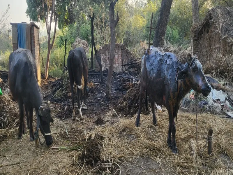 अयोध्या: गौशाला में लगी आग, तीन पशु झुलसे 
