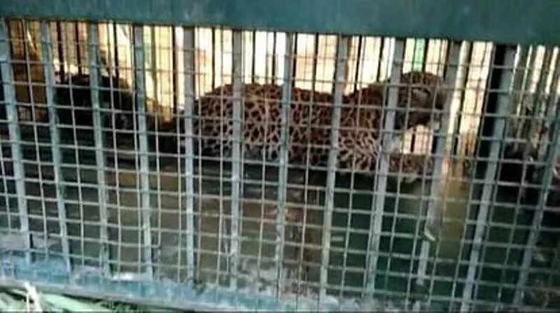 गोंडा : गांव के बीच भूसाघर में छिपा बैठा था तेंदुआ, वन विभाग ने किया रेस्क्यू