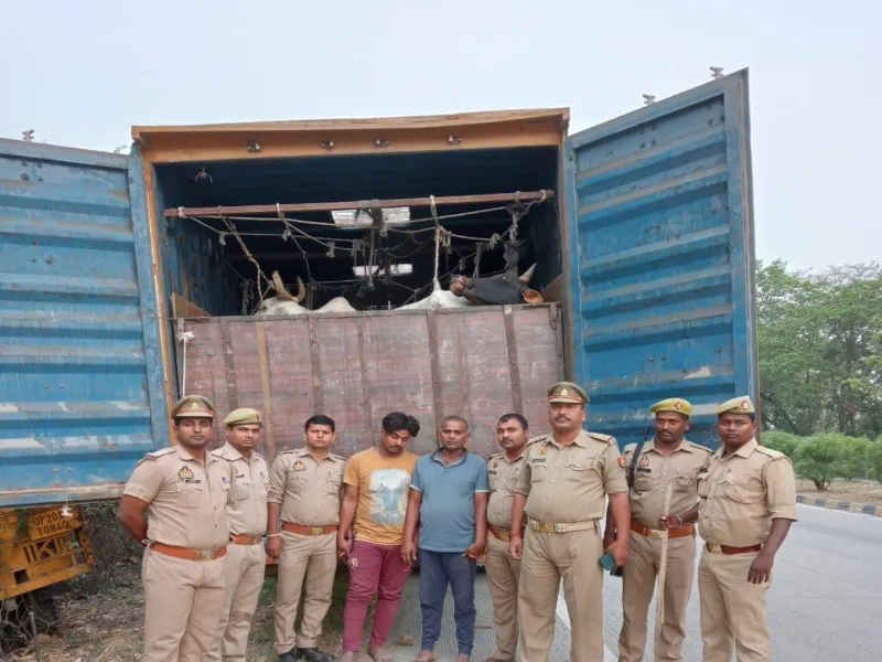 बस्ती: पुलिस ने पकड़े बिहार ले जाए जा रहे 26 मवेशी, दो पशु तस्कर गिरफ्तार