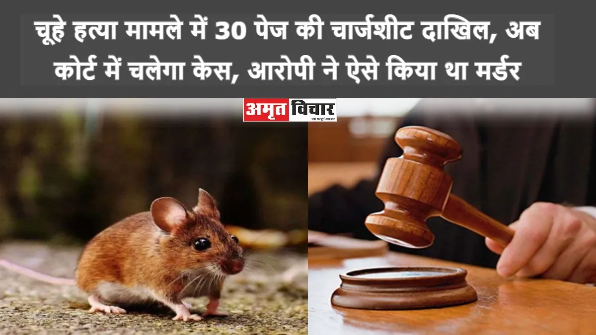 चूहे की हत्या मामले में 30 पेज की चार्जशीट दाखिल, अब कोर्ट में चलेगा केस, आरोपी ने ऐसे किया था मर्डर