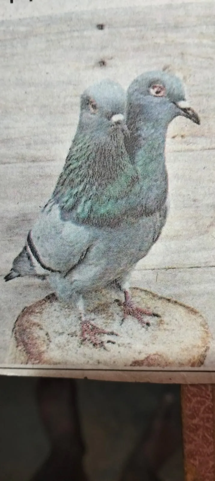 Auraiya News : पचनद के जंगल मे मिला दो सिर वाला कबूतर, देखने के लिए दूर-दराज से पहुंचे ग्रामीण, पढ़ें- पूरा मामला