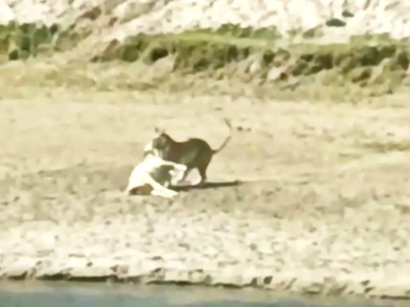 बहराइच: अंबा घाट के निकट मवेशी को बाघ ने बनाया निवाला, ग्रामीणों में दहशत