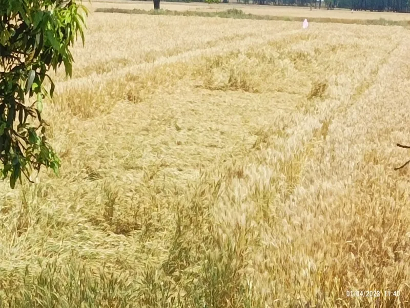बहराइच: सरकारी आंकड़ों में बेमौसम बारिश से महज 15 फीसद फसल हुआ बर्बाद